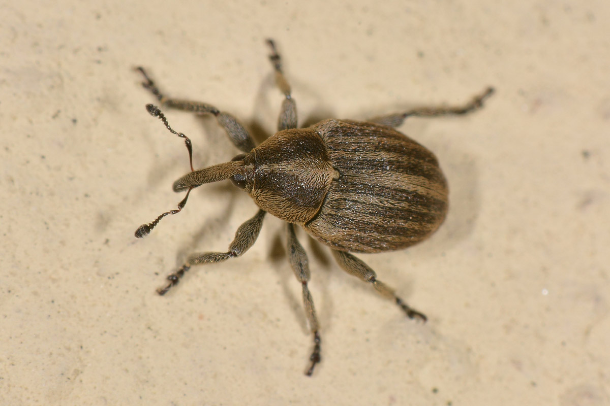 Curculionidae: Tychius sp?   No, Sibinia pellucens